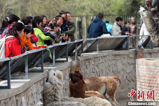 4月12日，北京动物园春风拂面游人如织，一家涉外幼儿园带着孩童们进行春游。中新社发 张云 摄