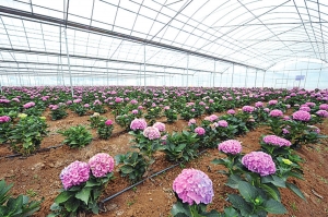 云南尚美嘉花卉有限公司种植基地的节水微喷管道