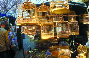 北京暂停市场中鸽子等鸟类销售