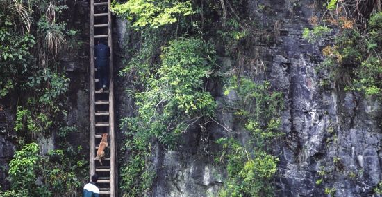 4月12日，桑植县苦竹坪乡张家湾村，村民正在爬天梯，他身后的狗在调教下也学会了爬天梯。