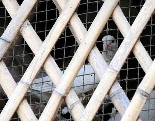 4月15日，在郑州市紫荆山公园，一只鸽子在鸽笼里向外张望。新华社记者 李博 摄