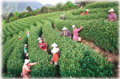 安吉白茶醉神州(组图)