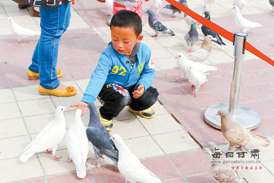 省卫生厅长提醒:喂鸽子存在感染禽流感病毒危