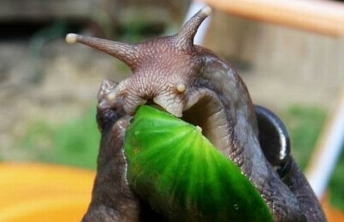 非洲巨蜗牛入侵美国佛罗里达州