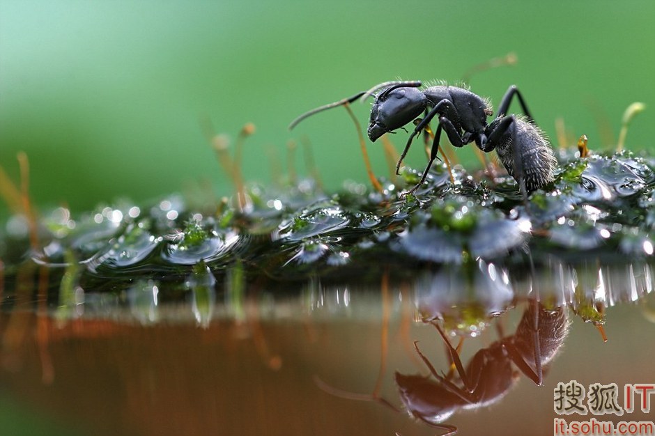 治愈系精美照片显示令人惊讶的雨季昆虫水世