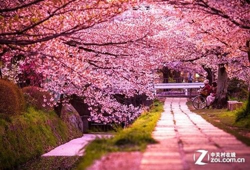 如何抓住最美瞬间 玉渊潭樱花赏拍攻略(组图)