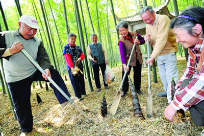 阳山敬老院组织部分老人到院里的竹林里挖笋