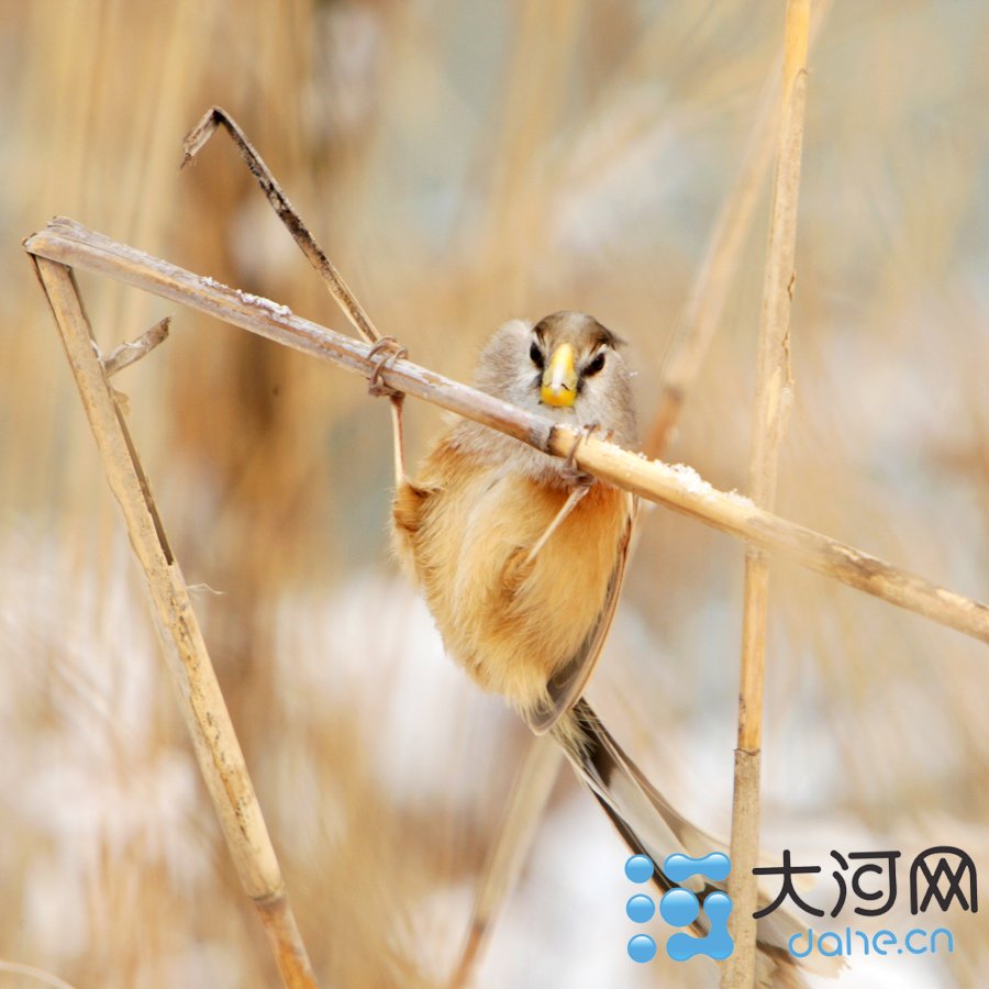 [转载 河南商丘现全球性濒危鸟类震旦鸦雀[高清组图]