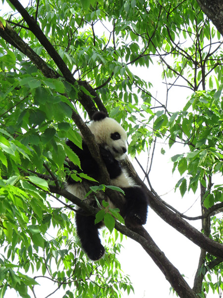 受惊吓的小熊猫坐在树上四处张望