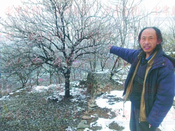 王建刚的这棵杏树以往能结两百斤杏,受降雪影响今年可能只能结出四五十斤。