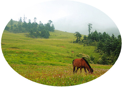 百草坡自然保护区位于四川省凉山彝族自治州金阳县境内,地处云贵