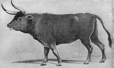 欧洲野牛：一种大型牛（1627年灭绝）