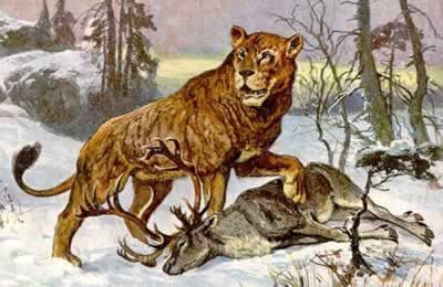 穴狮：曾经是活在地球上的最大的狮子（2000年前灭绝）