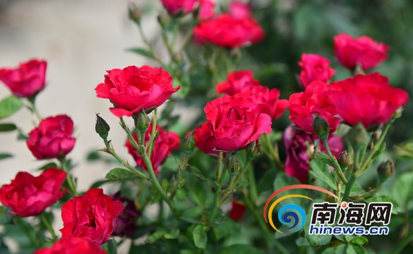 4月25日下午，“庆祝海南建省25周年全国百家网媒看海南”活动来到三亚玫瑰谷，感受热带玫瑰的浪漫风情。图为玫瑰谷的玫瑰。(南海网记者秦彦摄)