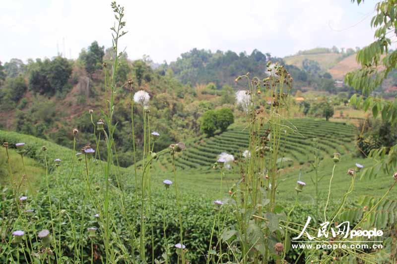 来自清莱皇太后大学的茶叶专家对茶房村村民