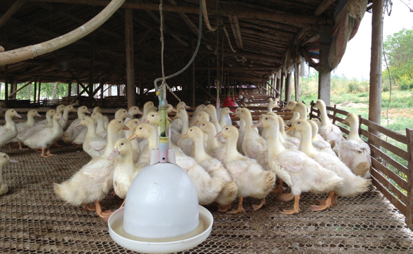 南京市浦口区的农村养鸭人老李的鸭舍规模不大,只有4000多只鸭子的
