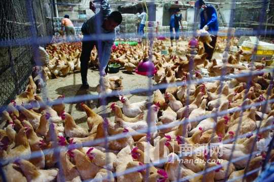 家禽样品检测异常 东城三鸟市场休市(图)