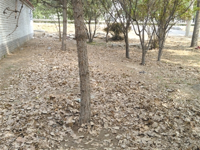 昨日，李伟被捆绑的松树下地皮裸露。