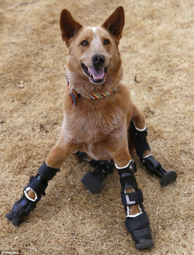 安装了假肢的“那基欧”已经恢复正常生活。