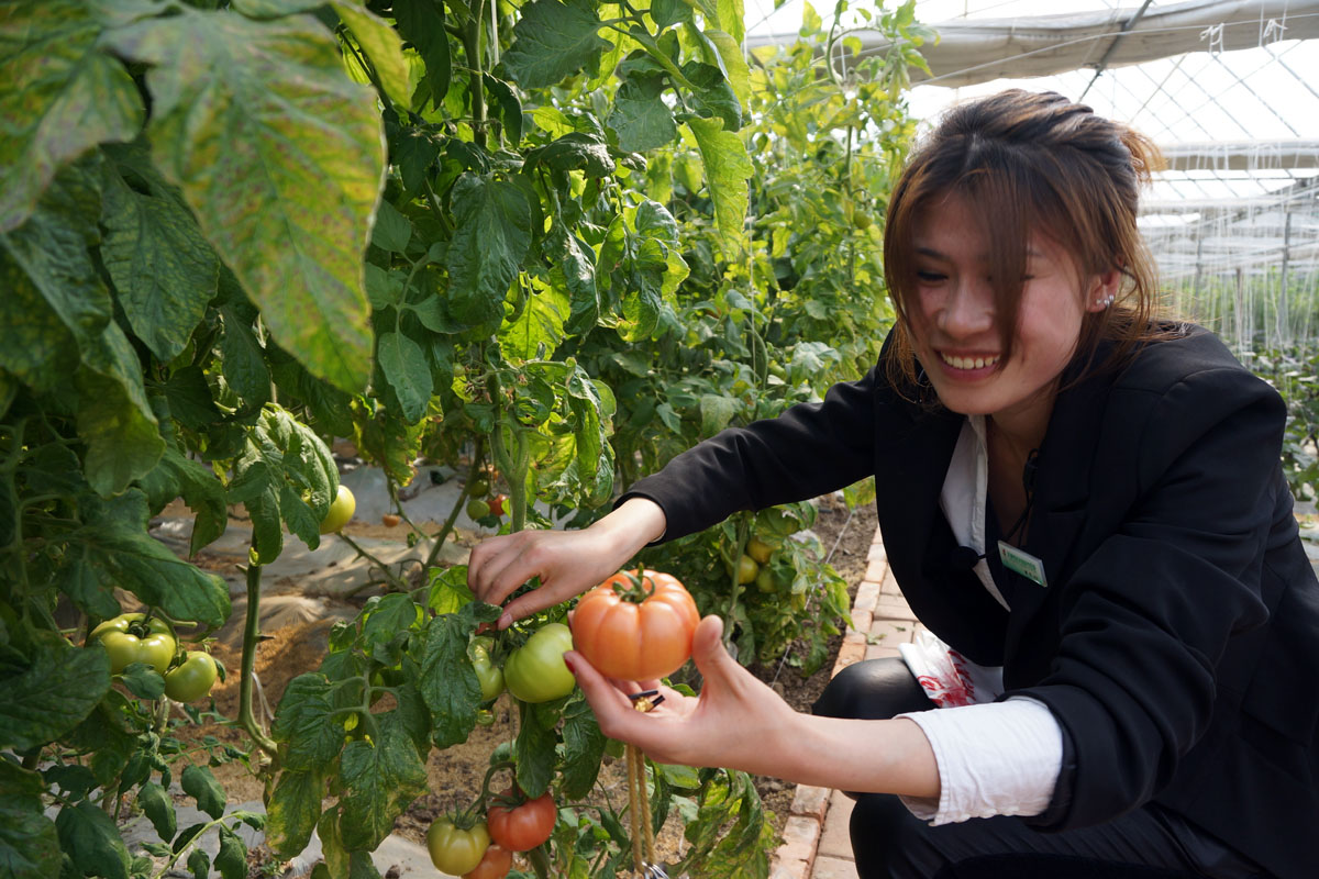 天津名洋湖蔬菜种植基地采摘受市民欢迎