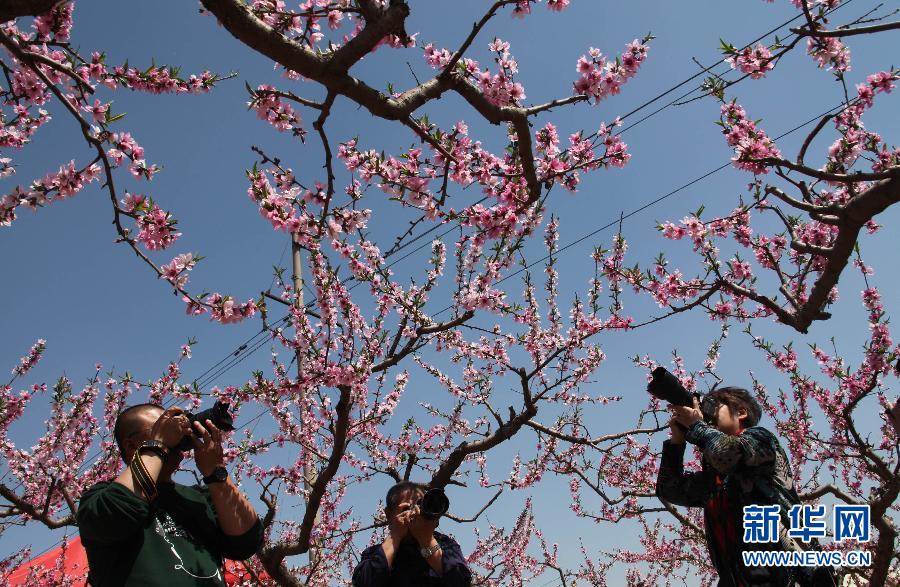 4月29日,游客在永清县石各庄村桃园拍摄桃花.