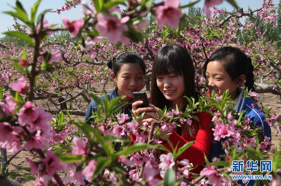 4月29日,游客在永清县石各庄村桃园拍摄桃花.