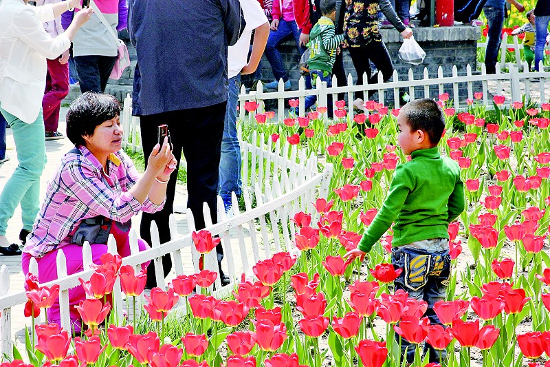 4月29日,省城迎泽公园鲜花展区,一位家长让孩子站在花丛中照像.