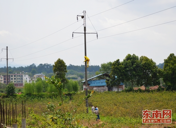 马蜂垒窝扰军民 连城消防官兵徒手爬电线杆摘