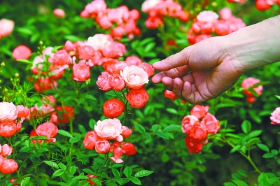 武汉花店玫瑰皆为切花月季 专家称并非商家作