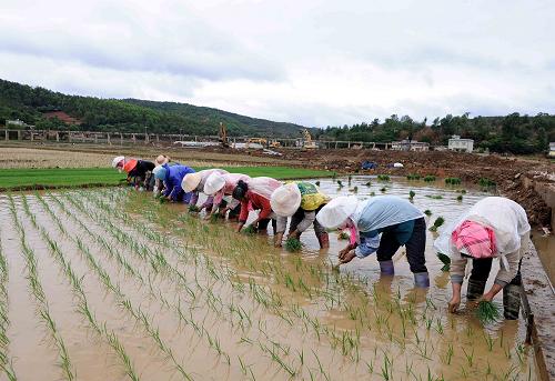 5月3日,云南省寻甸县七星镇腊味村的妇女在田里插秧.