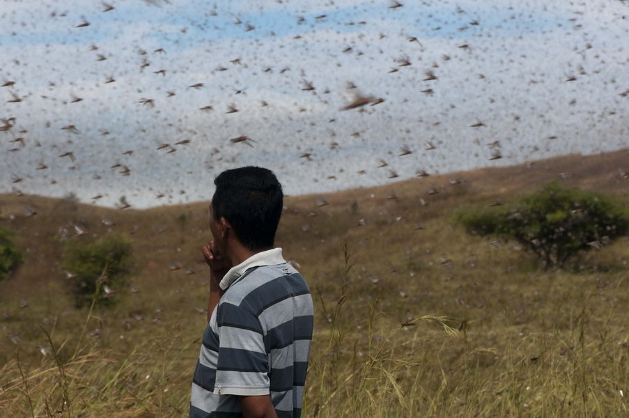 高清:马达加斯加蝗虫过境遮天蔽日(图)-搜狐滚
