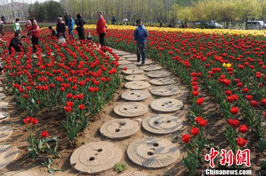 800盘石磨小路成烟台虞美人广场一景(组图)