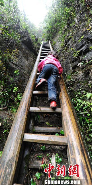 艰难求学路 湖南桑植学生爬天梯悬崖求学[图