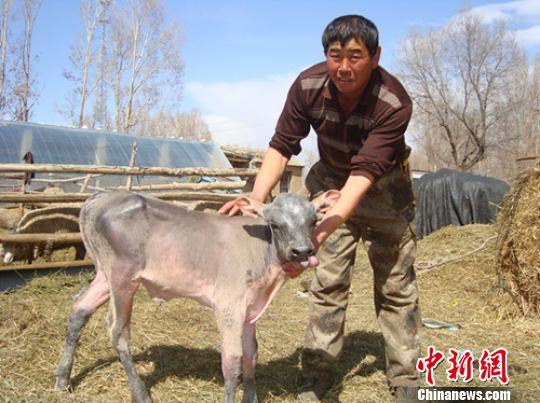 新疆兵团团场养殖户家母牛产下不长毛的牛犊