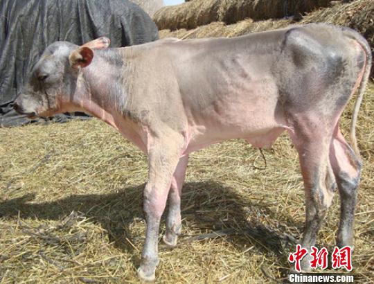 新疆生产建设兵团第四师七十七团四连养殖户李红卫家母牛产下“不长毛的”牛犊。 程林 摄