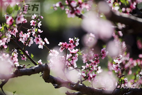 2013年平谷北京桃花观赏自助游攻略v桃花攻略app图片