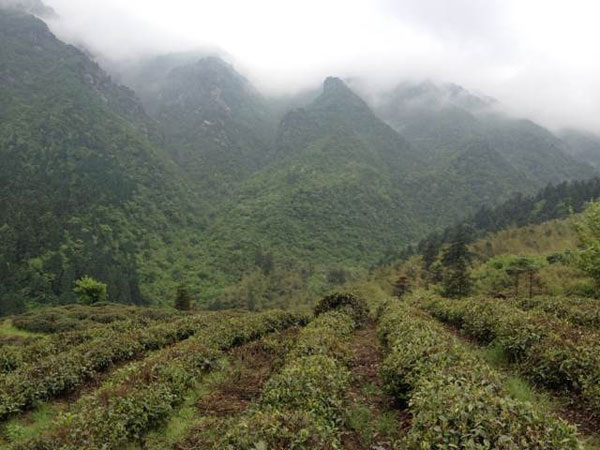 再一次登上庐山顶上的地址公园,那里有倾心多年的庐山云雾茶园