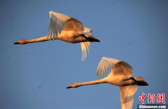 报告称海平面上升湿地消失 候鸟或迁徙途中饿