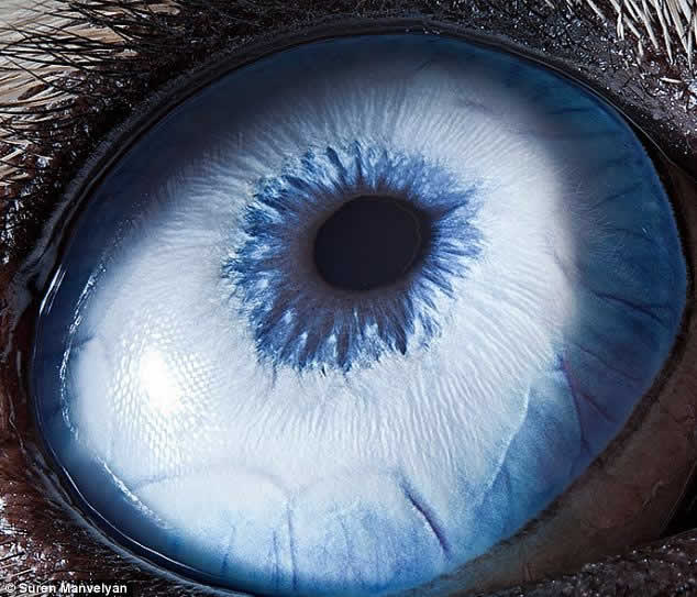 实拍奇观动物眼睛:哈士奇眼睛淡蓝色(组图(1)_科学探索_光明网