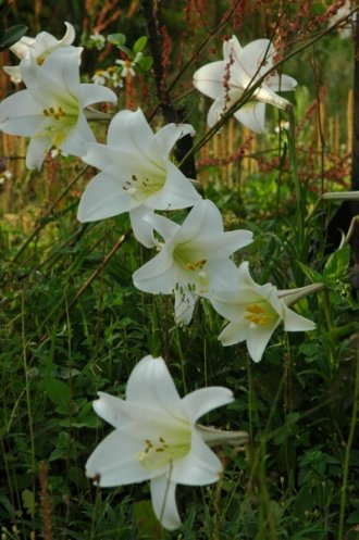 夏日到台湾赏最美百合 花姿招展景致秀丽 图 搜狐新闻