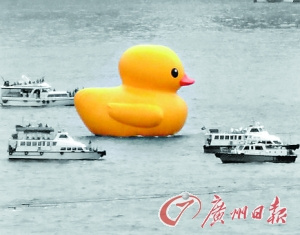 港大黄鸭已吸引100多万游人观赏 餐厅推鸭饭