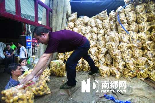 广州江南市场再销毁山东日照毒姜近4000斤