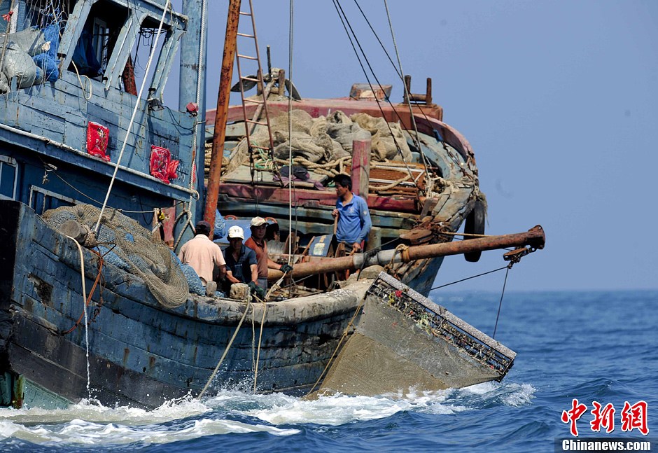 北部湾改装拖贝船采挖海床螺贝