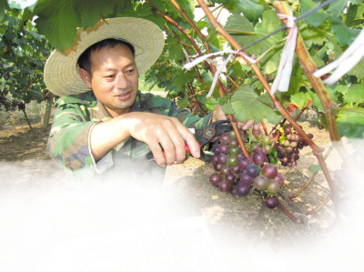 付家村的葡萄种植面积有3700亩,其中,200多亩的温室葡萄都是这些“外耕族”种植的,而其他的葡萄则是冷棚葡萄,基本都是本地人种植的。