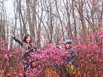 黑河杜鹃花节启幕(图)