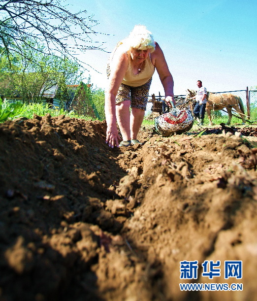 白俄罗斯农民自留地忙耕作