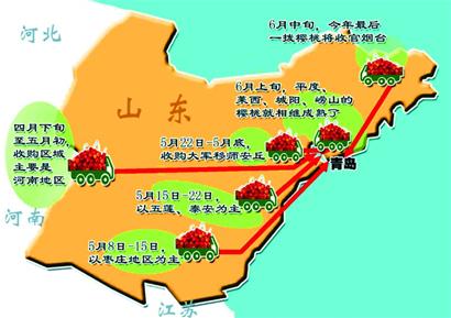 十地鲜樱桃 接力进岛城