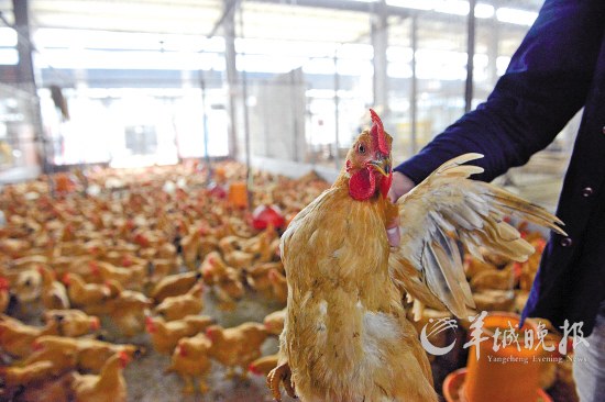 禽流感对家禽业影响犹在 记者 艾修煜