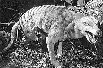 袋狼(tasmanian tiger)因其身上斑纹似虎,又名塔斯马尼亚虎.