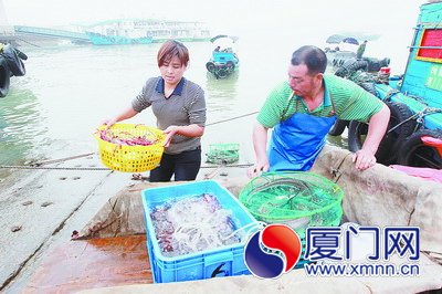 龙海商贩盼厦漳大桥通车:雾天也能运海鲜到八市